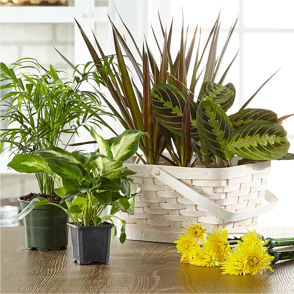 Florist Designed Blooming and Green Plants in a Basket – SYLVIA'S FLORIST, Antioch CA