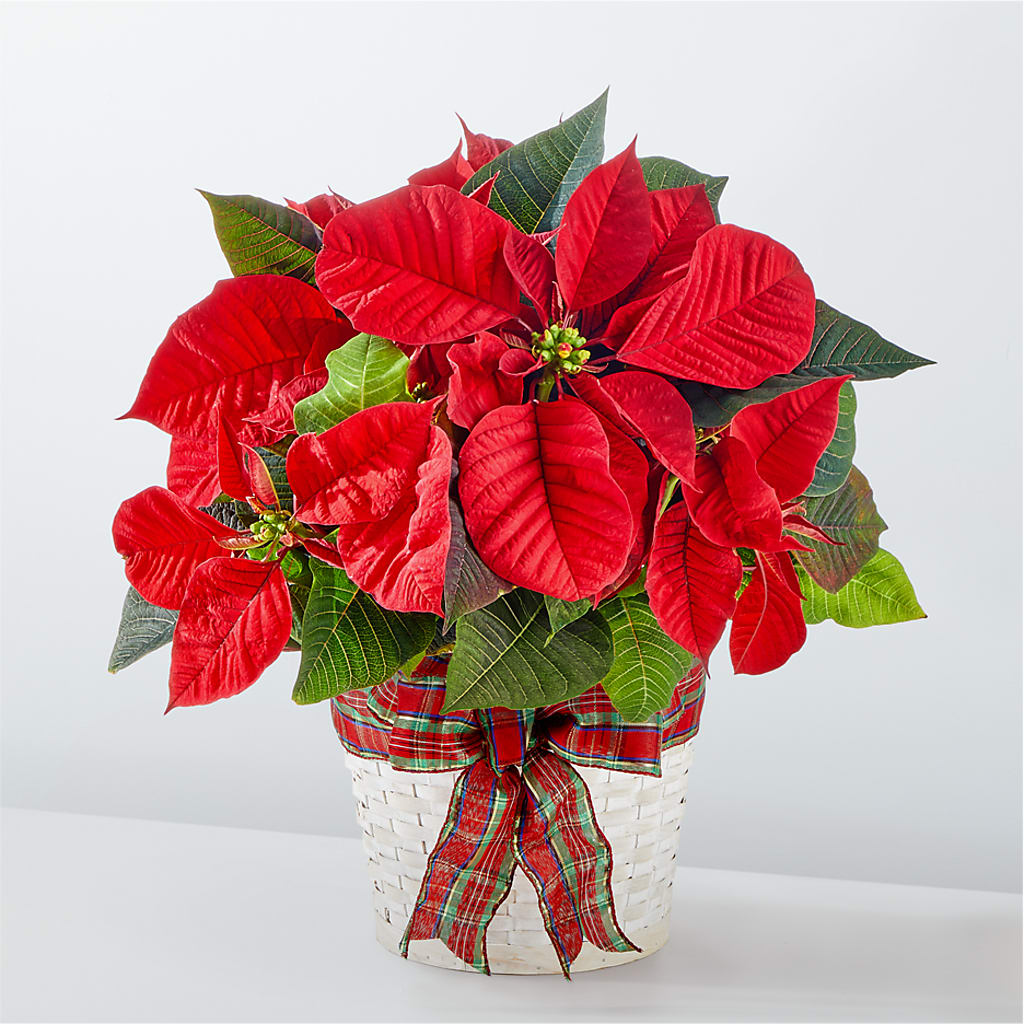 Happiest Holidays Poinsettia – SYLVIA'S FLORIST, Antioch CA