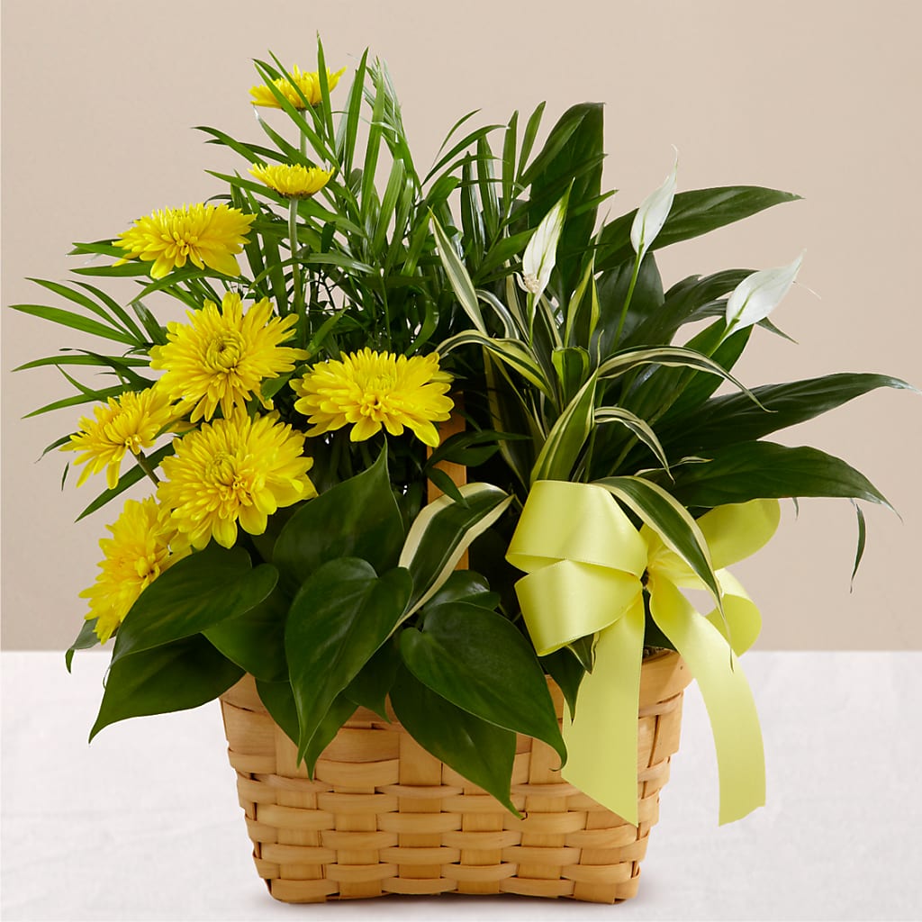 Loving Light Dishgarden – SYLVIA'S FLORIST, Antioch CA