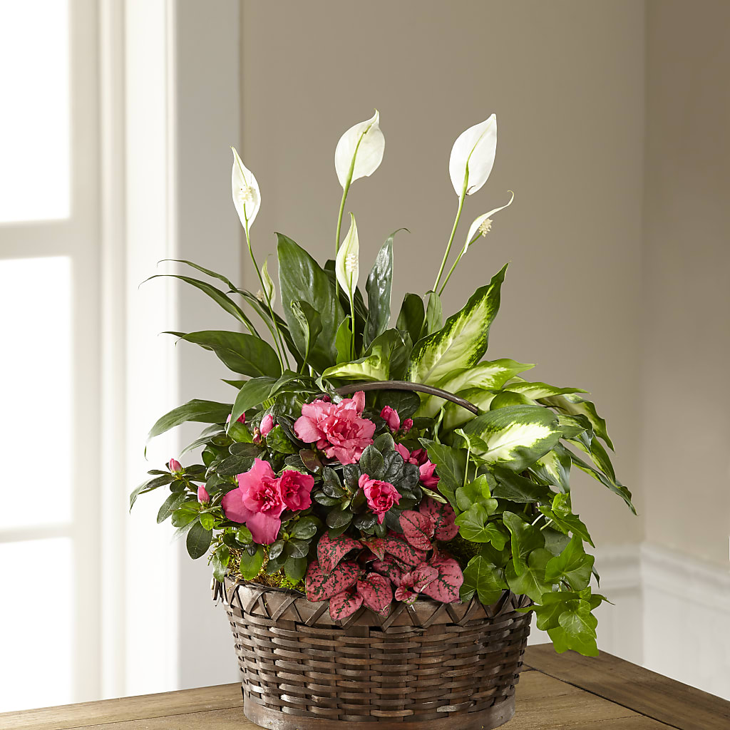 Dream in Pink Dishgarden – SYLVIA'S FLORIST, Antioch CA