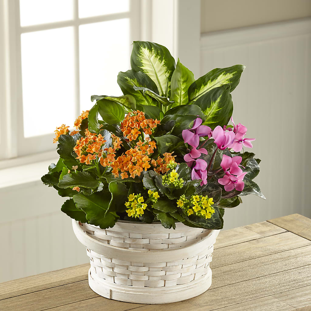 Color Crush Dishgarden – SYLVIA'S FLORIST, Antioch CA