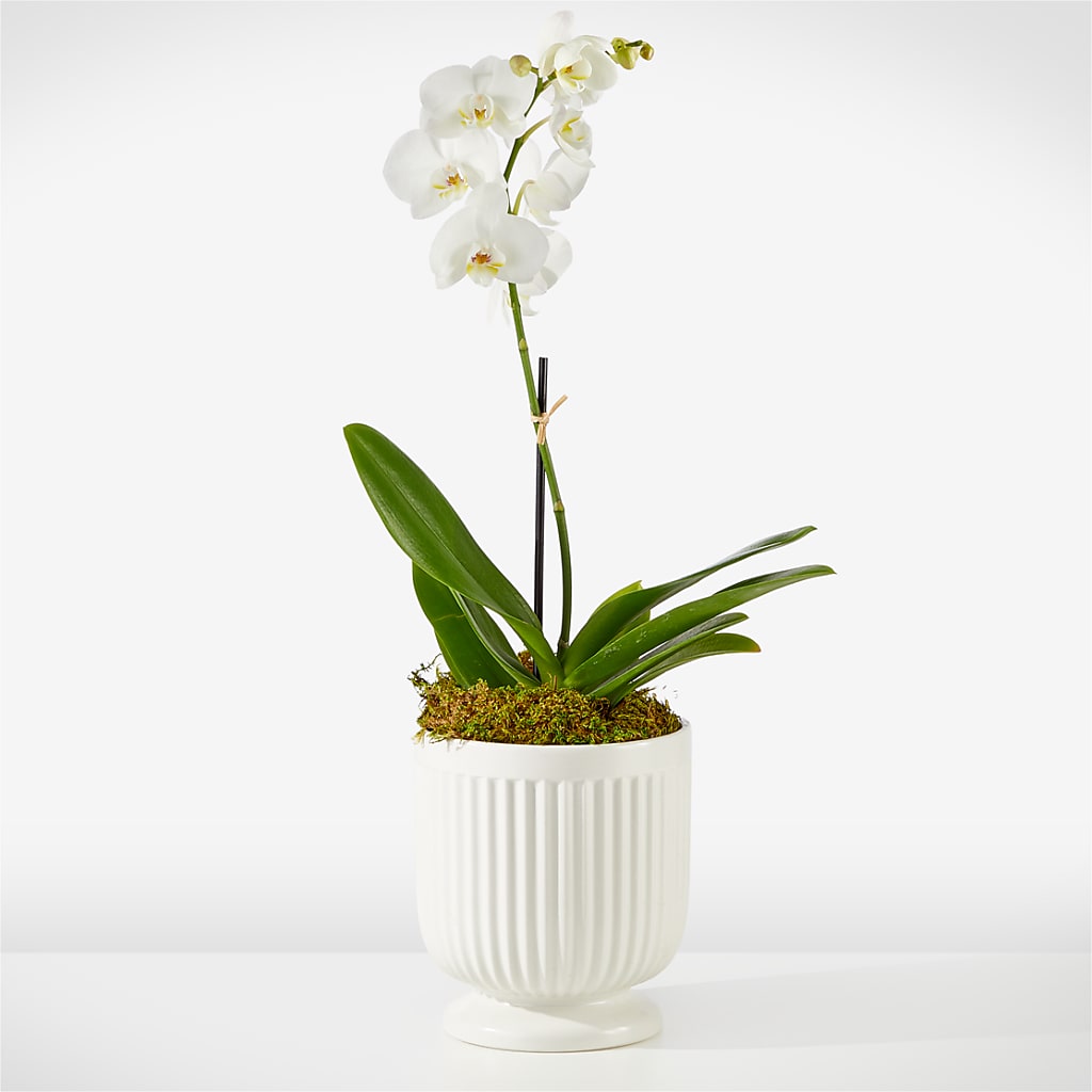 Whispering White Orchid – SYLVIA'S FLORIST, Antioch CA