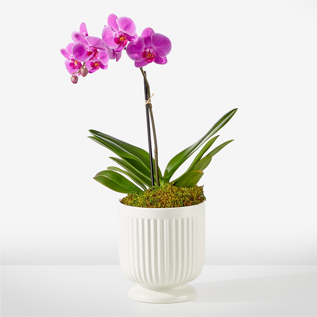 Friendly Fuchsia Orchid – SYLVIA'S FLORIST, Antioch CA