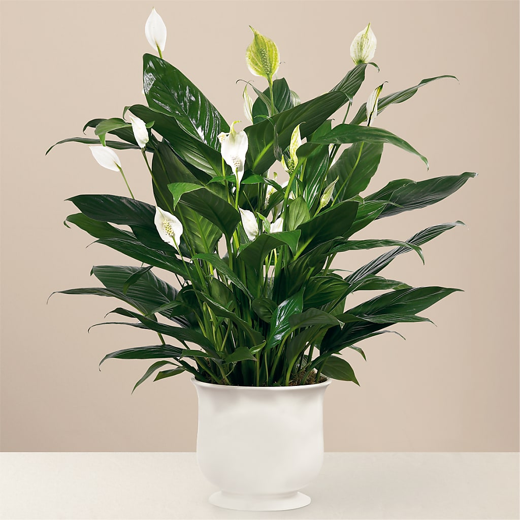 Comfort Planter – SYLVIA'S FLORIST, Antioch CA
