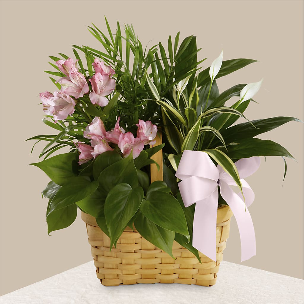Living Spirit Dishgarden – SYLVIA'S FLORIST, Antioch CA
