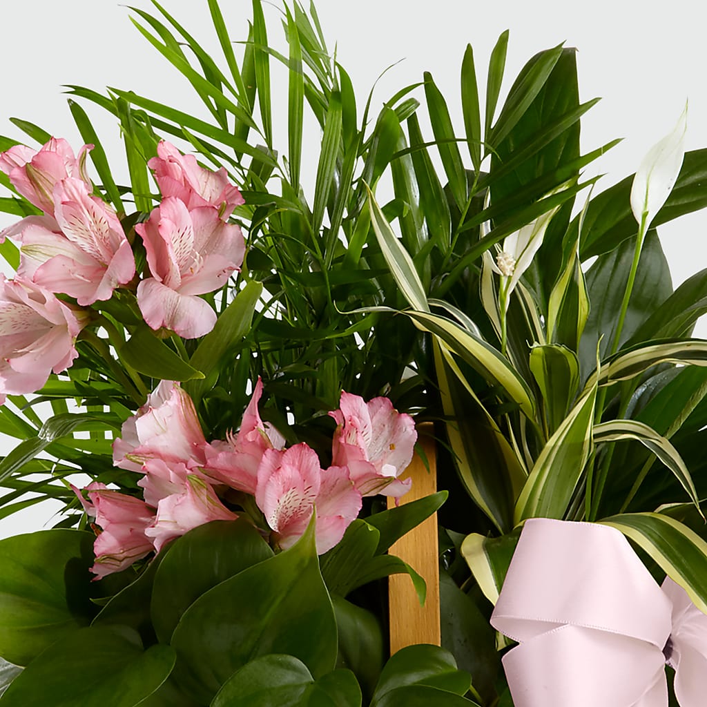 Living Spirit Dishgarden – SYLVIA'S FLORIST, Antioch CA