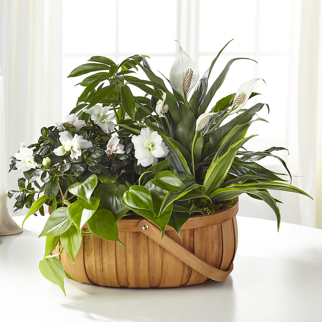 Serene Dishgarden – SYLVIA'S FLORIST, Antioch CA