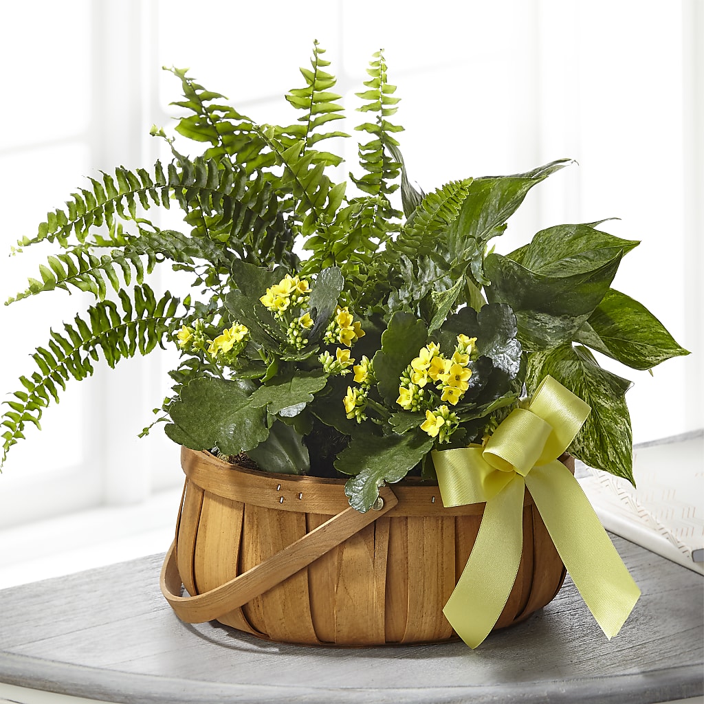 Always Dear Dishgarden – SYLVIA'S FLORIST, Antioch CA