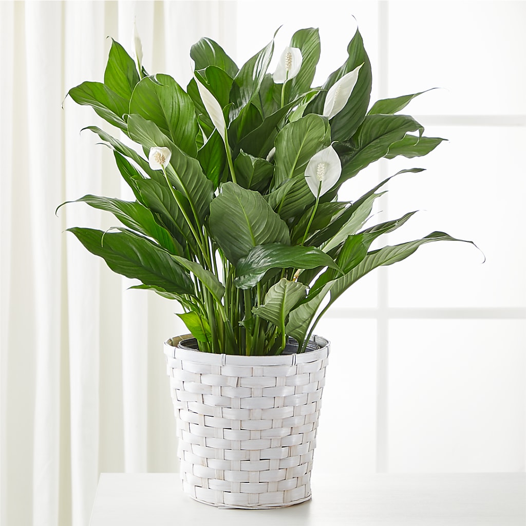 A New Leaf Peace Lily – SYLVIA'S FLORIST, Antioch CA