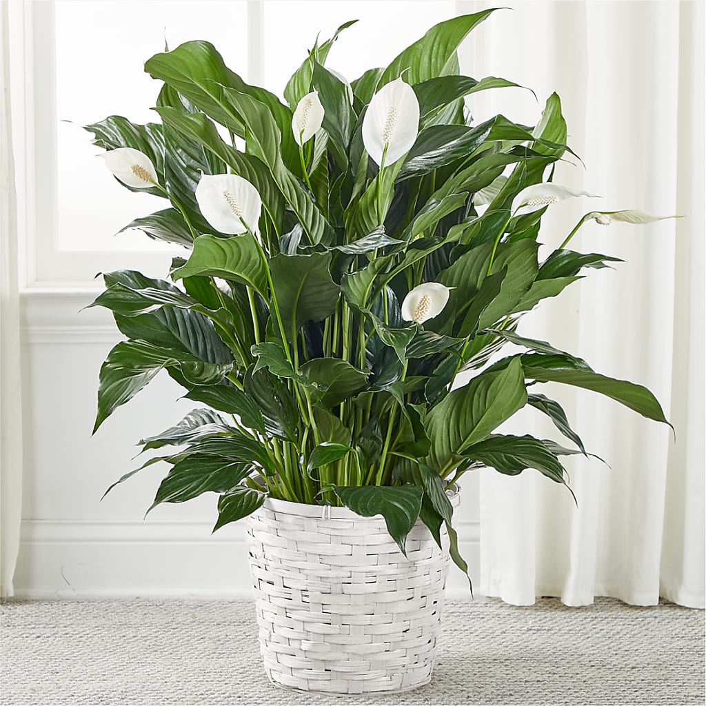 A New Leaf Peace Lily – SYLVIA'S FLORIST, Antioch CA