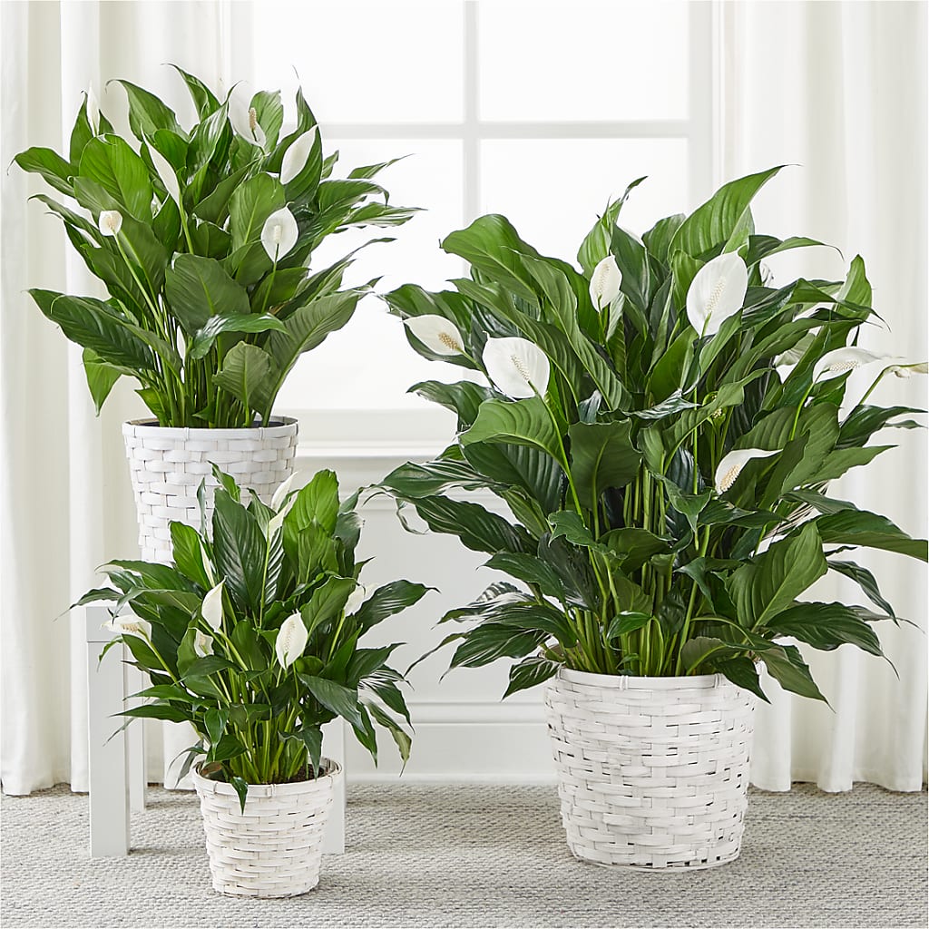 A New Leaf Peace Lily – SYLVIA'S FLORIST, Antioch CA