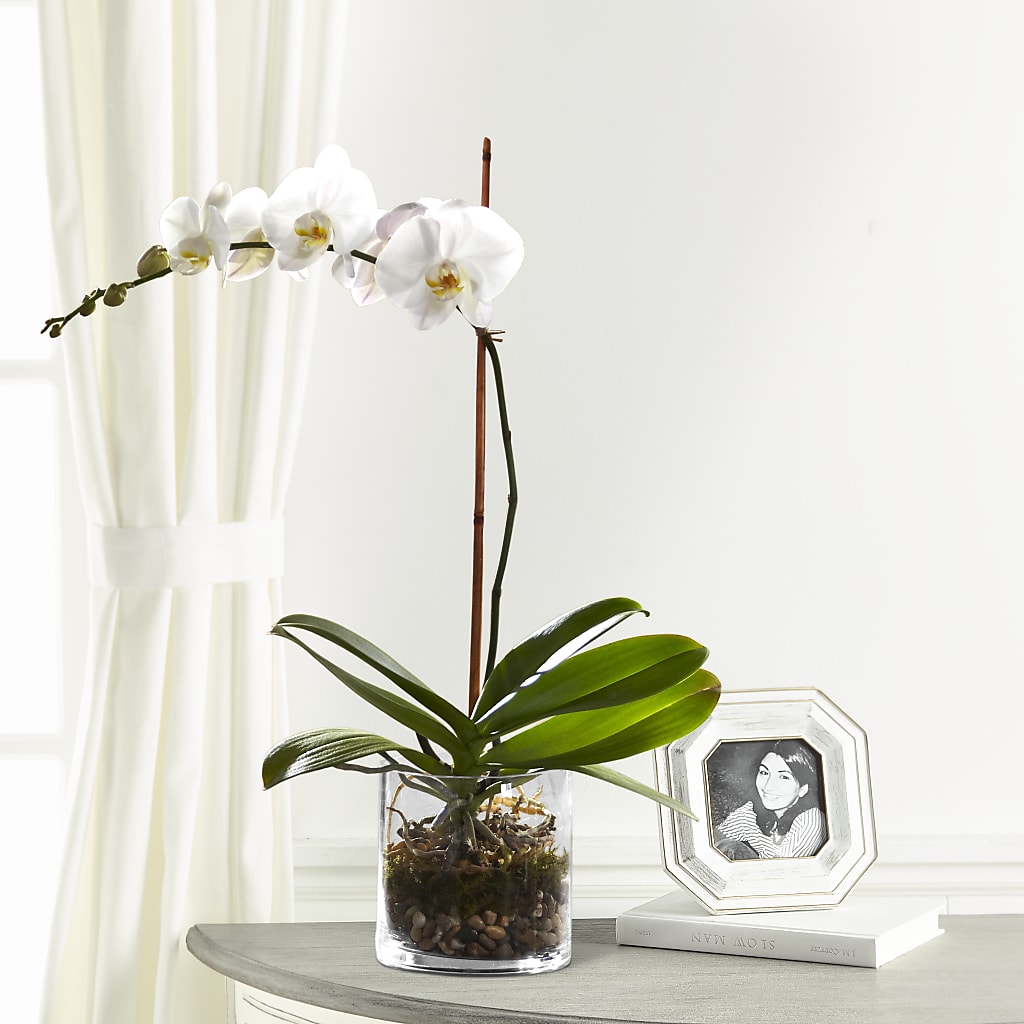 White Orchid Planter – SYLVIA'S FLORIST, Antioch CA