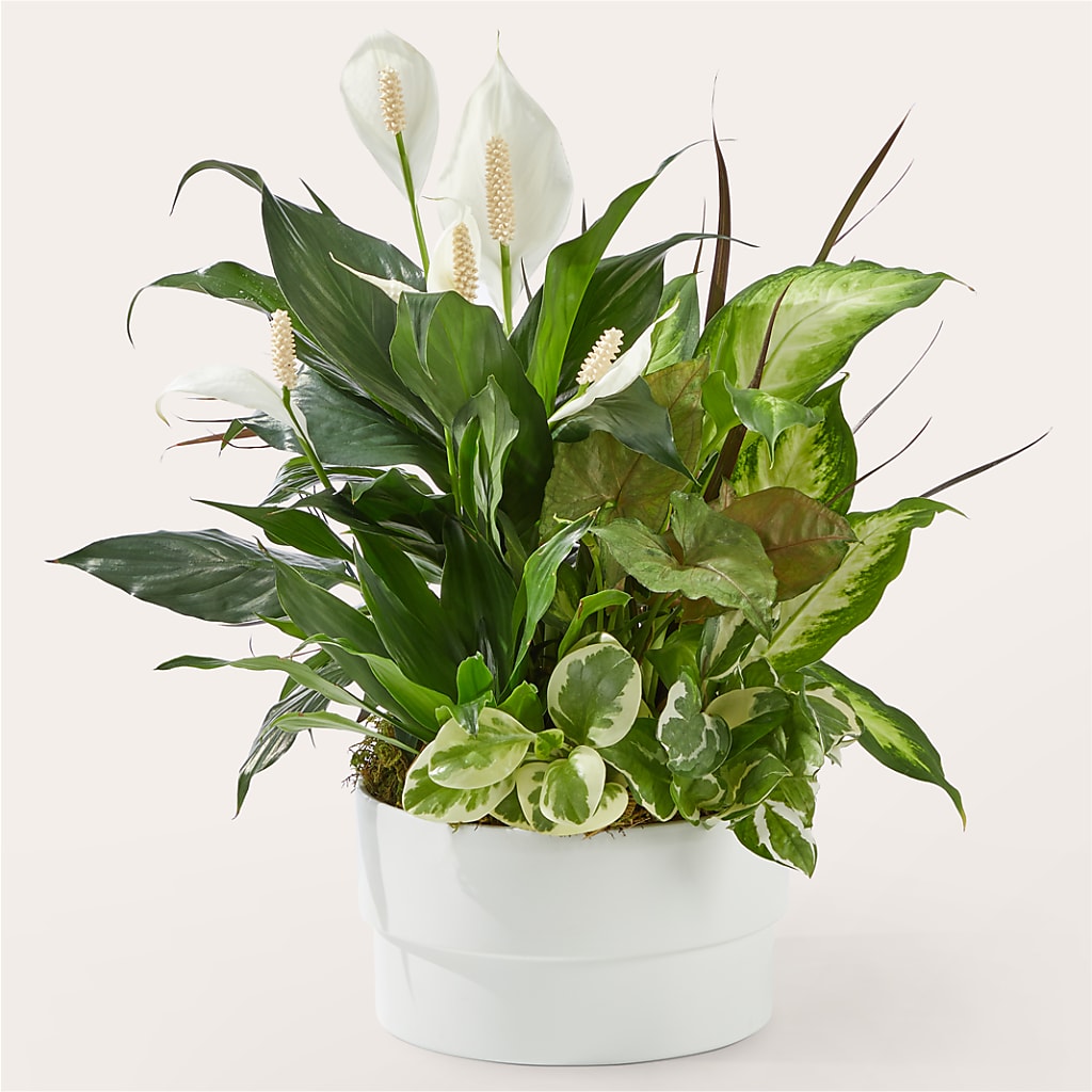Radiating Positivity Dishgarden – SYLVIA'S FLORIST, Antioch CA