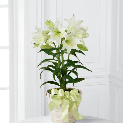 Easter Lily Plant – SYLVIA'S FLORIST, Antioch CA