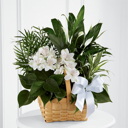 Peace & Serenity Dishgarden – SYLVIA'S FLORIST, Antioch CA