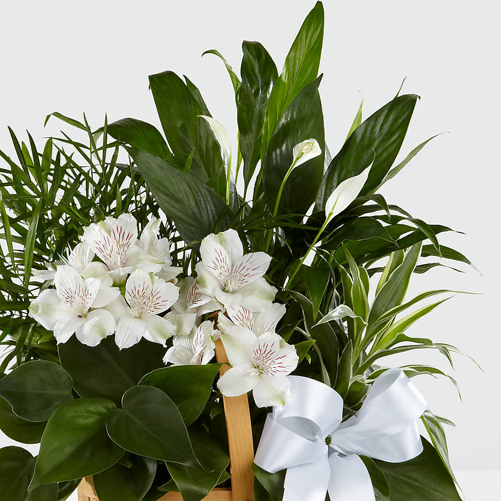 Peace & Serenity Dishgarden – SYLVIA'S FLORIST, Antioch CA