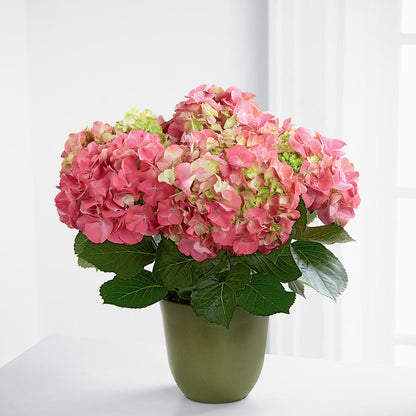 Pink Hydrangea Planter – SYLVIA'S FLORIST, Antioch CA