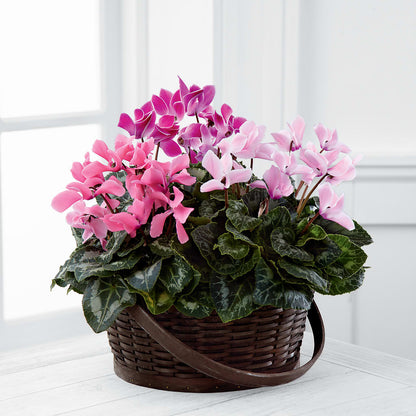 Mixed Cyclamen Planter – SYLVIA'S FLORIST, Antioch CA