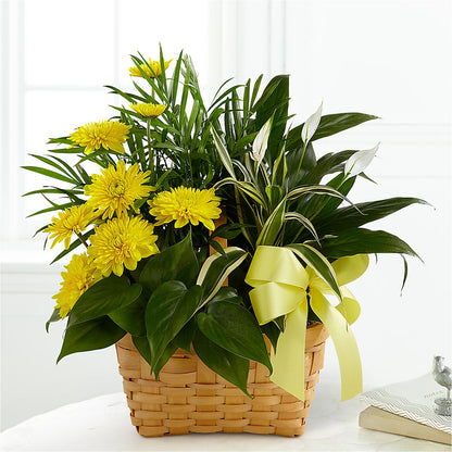 Loving Light Dishgarden – SYLVIA'S FLORIST, Antioch CA
