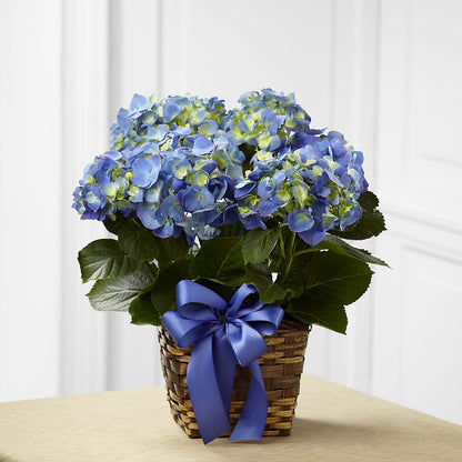 Blue Hydrangea Planter – SYLVIA'S FLORIST, Antioch CA