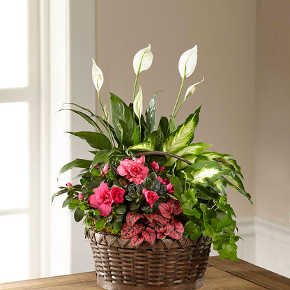 Dream in Pink Dishgarden – SYLVIA'S FLORIST, Antioch CA