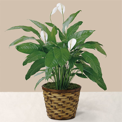 Tranquil Moments Peace Lily Plant – SYLVIA'S FLORIST, Antioch CA