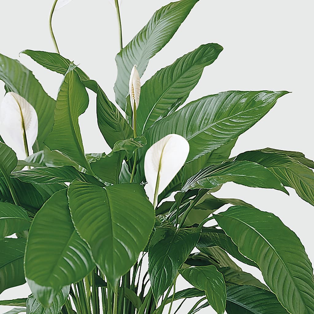 Tranquil Moments Peace Lily Plant – SYLVIA'S FLORIST, Antioch CA