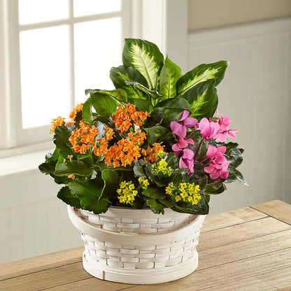 Color Crush Dishgarden – SYLVIA'S FLORIST, Antioch CA