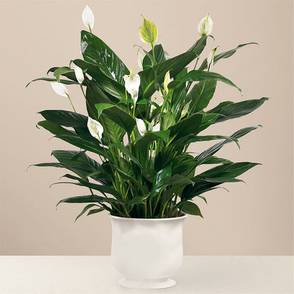 Comfort Planter – SYLVIA'S FLORIST, Antioch CA