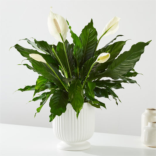 Comfort Planter – SYLVIA'S FLORIST, Antioch CA