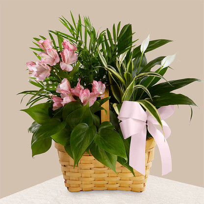 Living Spirit Dishgarden – SYLVIA'S FLORIST, Antioch CA