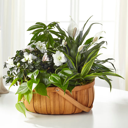 Serene Dishgarden – SYLVIA'S FLORIST, Antioch CA