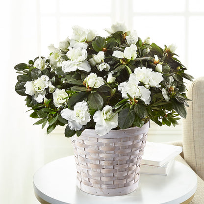 White Azalea Plant – SYLVIA'S FLORIST, Antioch CA