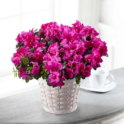 Hope & Serenity Azalea Plant – SYLVIA'S FLORIST, Antioch CA