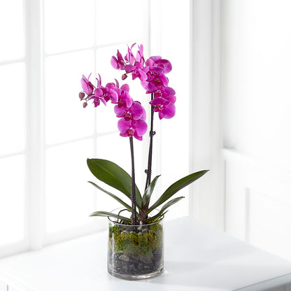 Pink Orchid Plant – SYLVIA'S FLORIST, Antioch CA