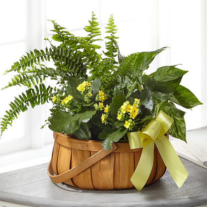 Always Dear Dishgarden – SYLVIA'S FLORIST, Antioch CA