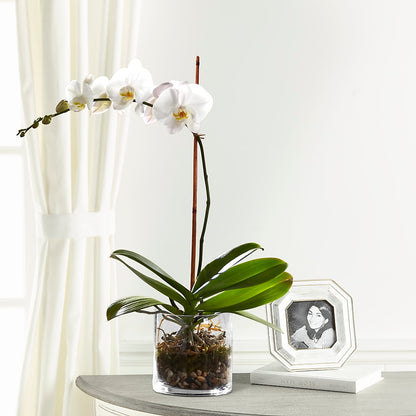 White Orchid Planter – SYLVIA'S FLORIST, Antioch CA